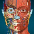 3D Anatomy Learning