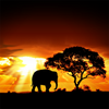 African Sunset Free Live Wallpaper