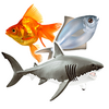 Types of Fish and Fish Pictures‎