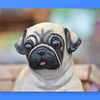 Amazing Pugs Wallpapers