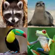 Animals Memory Game