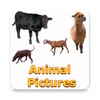 Animals Name and Pictures