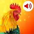 Animals: Ringtones