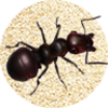 Ant Crusher Live Wallpaper