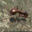 Ant Simulation 3D 