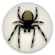 Araneae