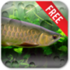 Arowana Free