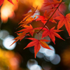 Autumn Leaf Fall Wallpaper