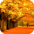 Autumn Wallpaper HD