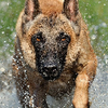 Belgian Malinois Wallpapers