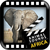 Best African Animals Sound