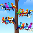 Bird Color Sort Master