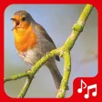 Bird sounds. Nice songs.