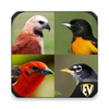 Birds Encyclopedia Offline App