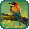 Birds Ringtones