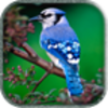 Birds SMS Ringtone