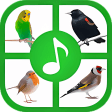 Birds Sounds & Ringtones