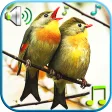 Birds Sounds Ringtones