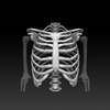 Bones Human 3D (anatomy)