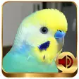 Budgerigar Ringtones