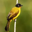 Bulbul Bird Sound Ringtones