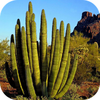 Cactus Wallpapers