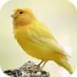 Canary Bird Sounds