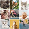 Cat Day Wallpapers HD