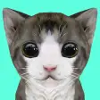 Cat Simulator Online