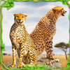 Cheetah Simulator Cheetah Game