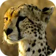 Cheetah Wallpapers