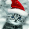 Chritmas Cat