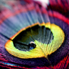 colourful feathers