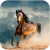 Horse Wallpapers