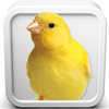 Canary Bird Sounds