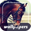 Horse wallpapers