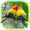 Love Birds Live Wallpaper