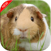 Guinea Pig Wallpapers