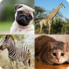 Animal Quiz