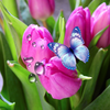 Tulips Live Wallpaper