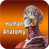 Human Anatomy