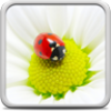 Ladybug Live Wallpaper