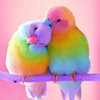 Cute Birds Puzzle