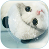 Cute Kitty Cat Live Wallpaper Theme