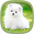 Cute Puppy Wallpapers