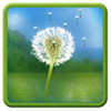 Dandelion Field Free Live Wallpaper