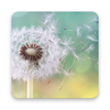 Dandelion Live Wallpapers