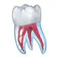 Dental 3D Illustrations