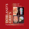 DORLANDS/GRAYS Pocket Atlas of Anatomy