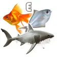 Fish Types